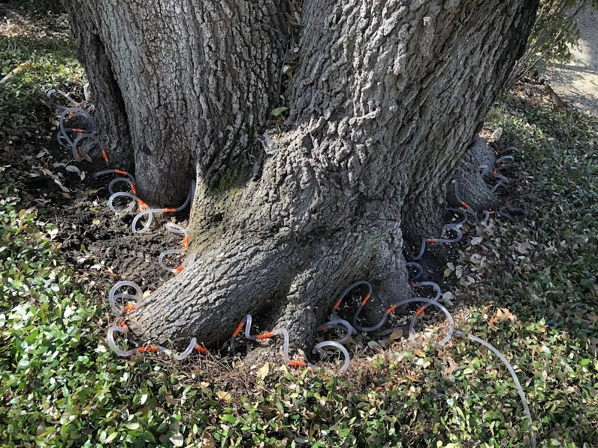 Detailed Tree Cabling and Bracing job site in Gunlock